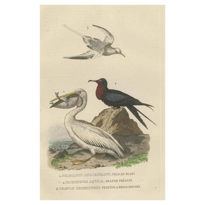 Hand Colored Print Of A White Pelican, Frigate Bird And Red Tailed Tropic Bird