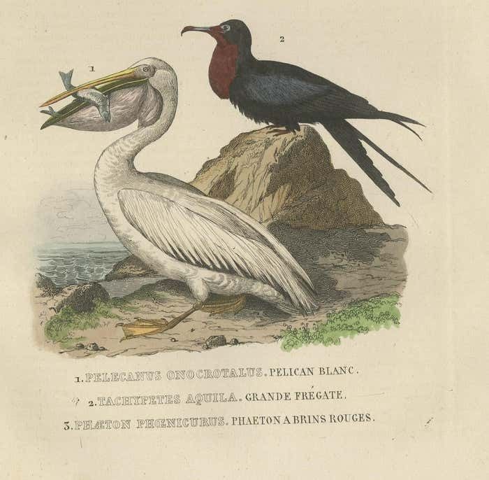 Hand Colored Print Of A White Pelican, Frigate Bird And Red Tailed Tropic Bird photo Art