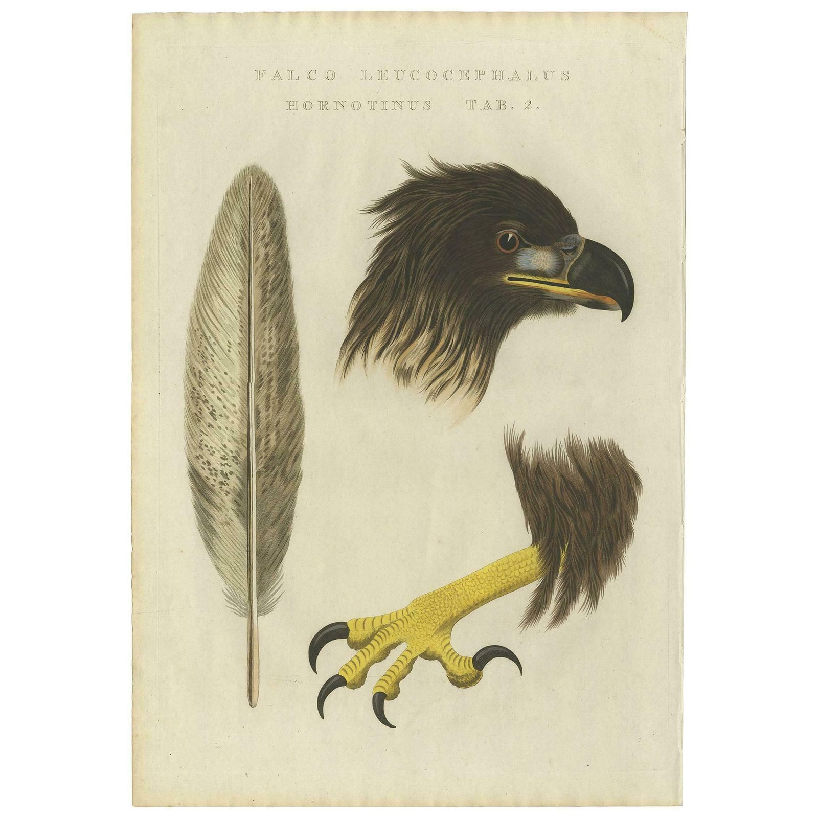 Antique Bird Print Of The White Tailed Eagle 'Tab 2.' By Sepp & Nozeman, 1829