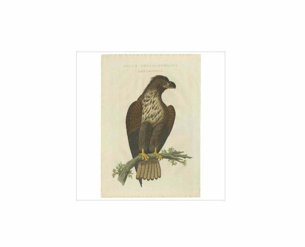 Antique Bird Print Of The White Tailed Eagle By Sepp & Nozeman, 1829 photo for sale