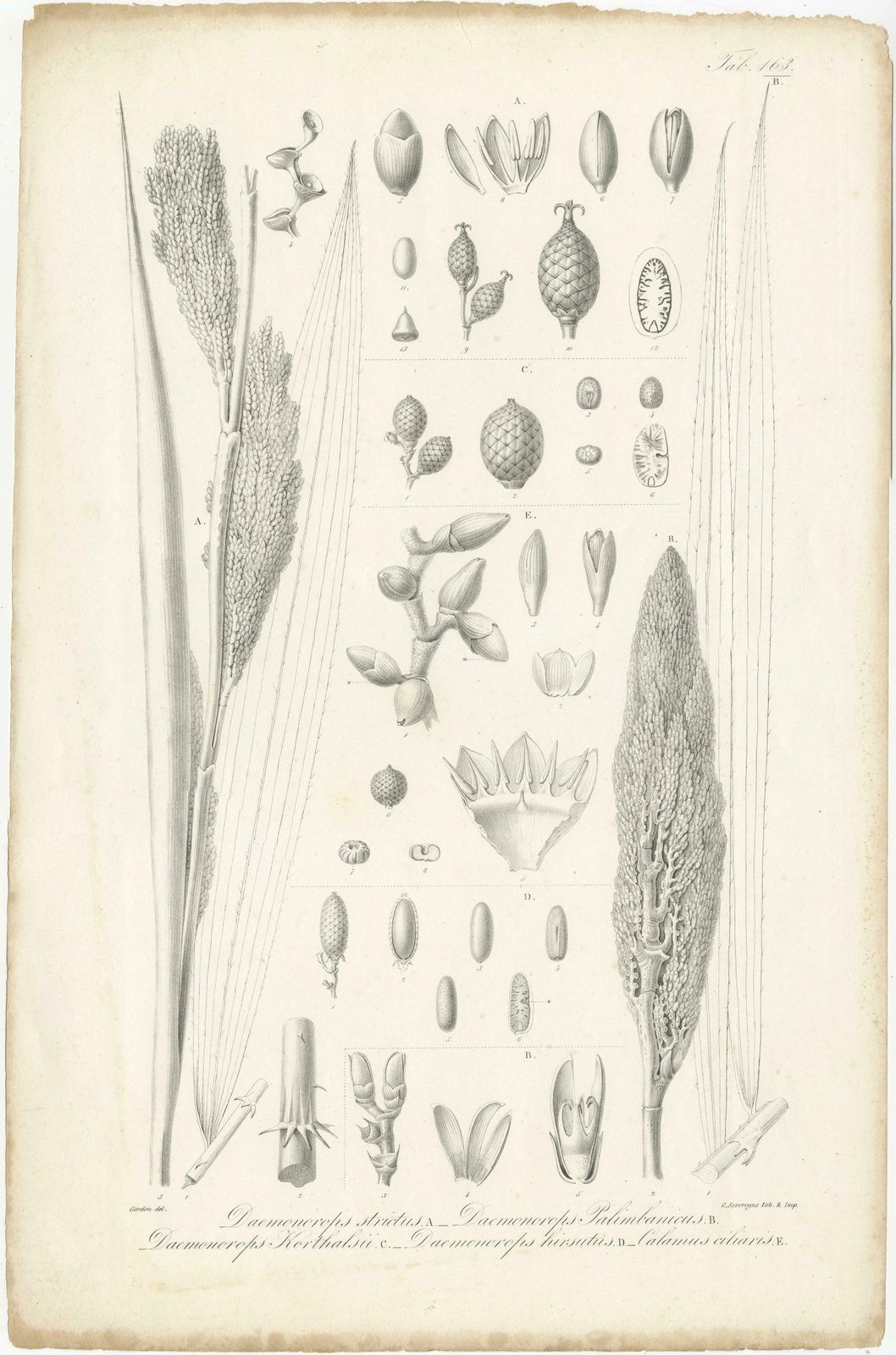 Set Of 2 Botany Prints Of Palm Species By Blume 'C.1840' photo furniture