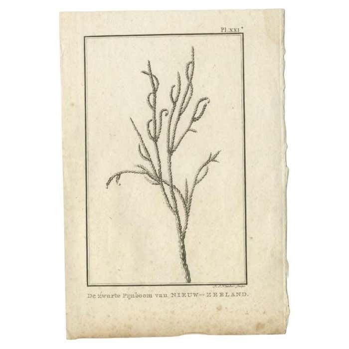 Antique Print Of The Pinus Nigra By Cook 1803