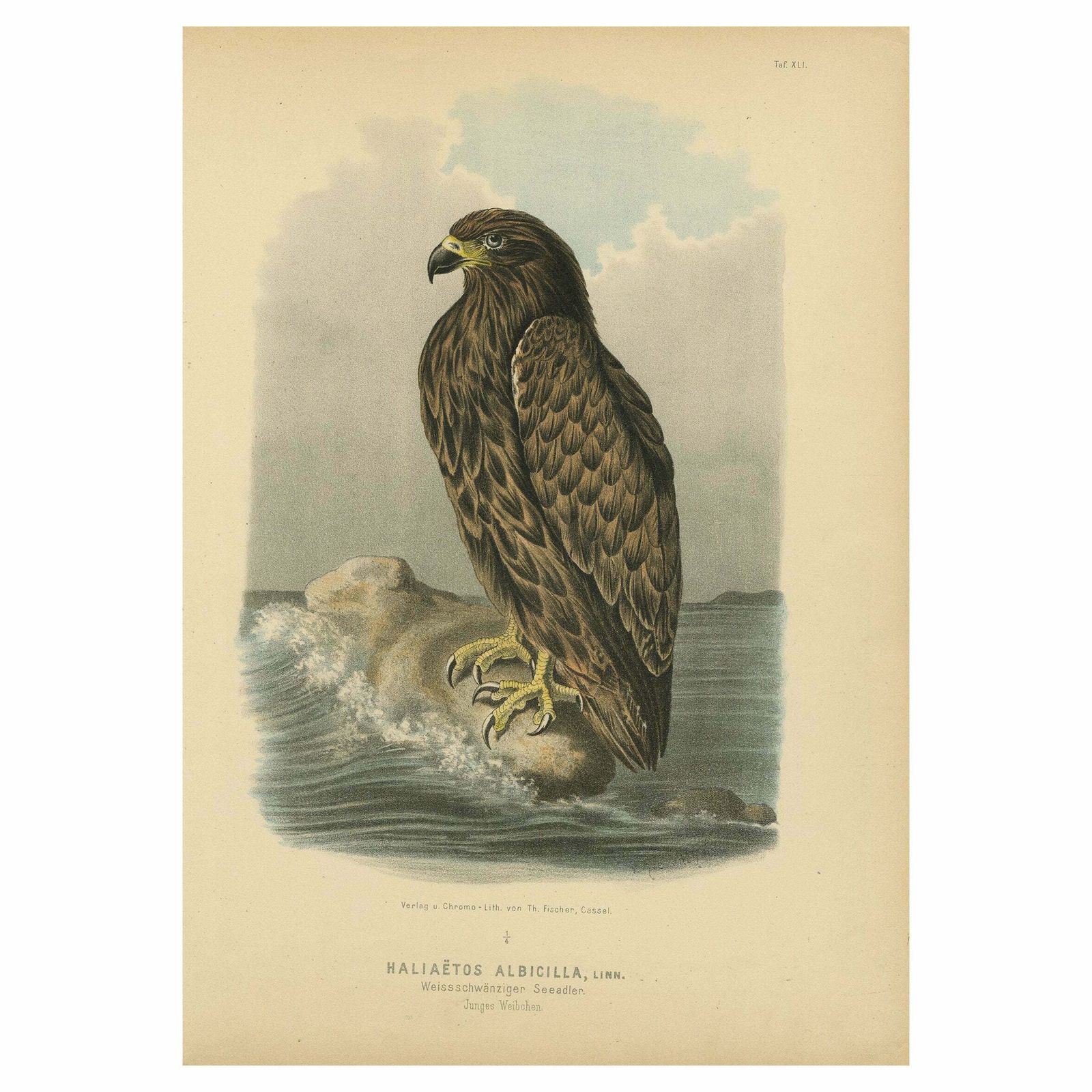 Bird Print Of The White Tailed Or Grey Or Eurasian Sea Eagle 1894