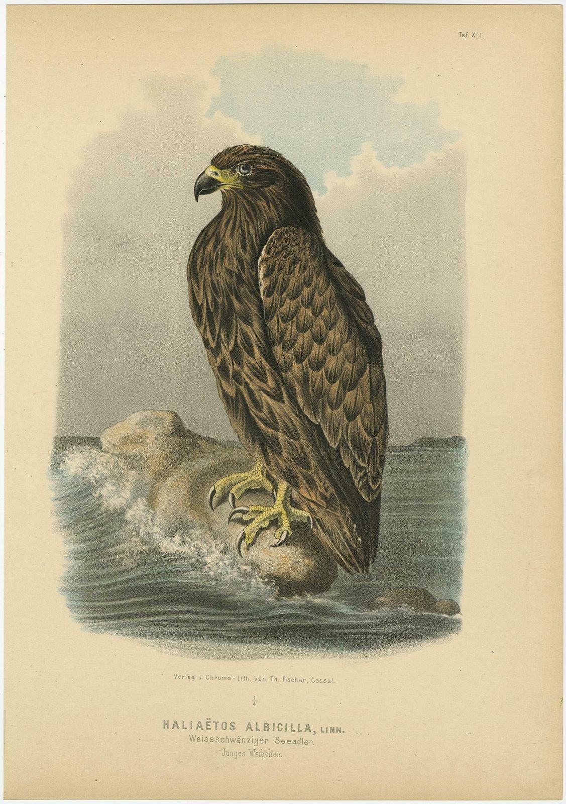 Bird Print Of The White Tailed Or Grey Or Eurasian Sea Eagle 1894 photo for sale