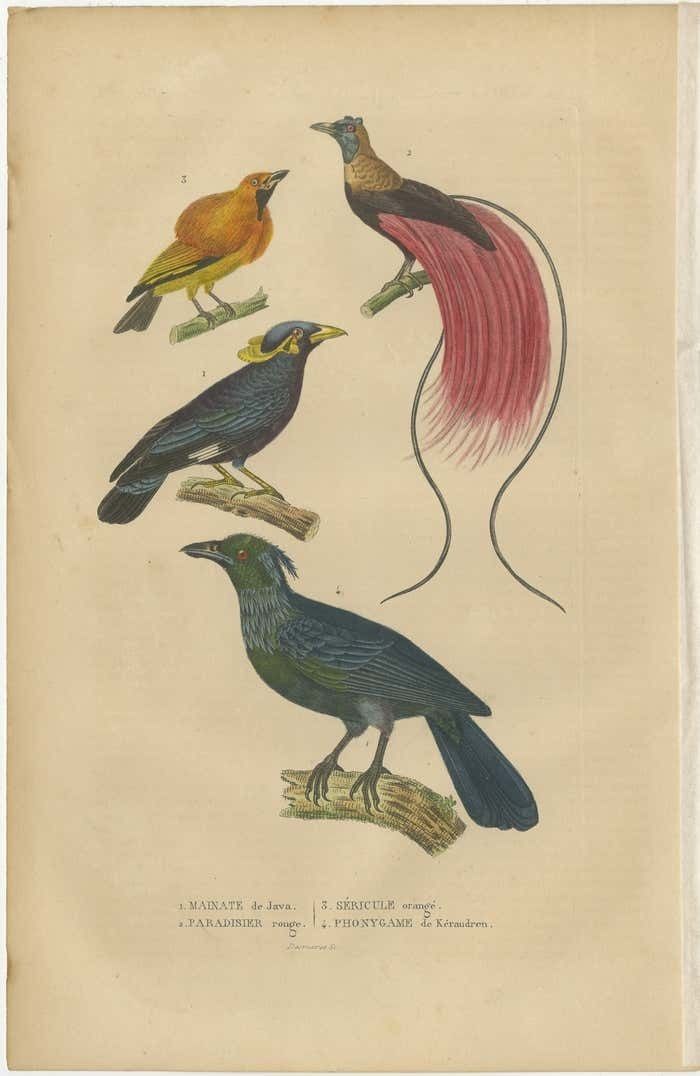 Bird Print With The Bird Of Paradise, A Masked Bowerbird & Trompetkparadijskraai photo furniture