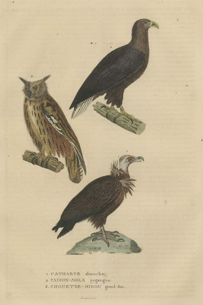 Original Bird Print Of The Vulture, An Eagle Falcon And An Owl photo furniture