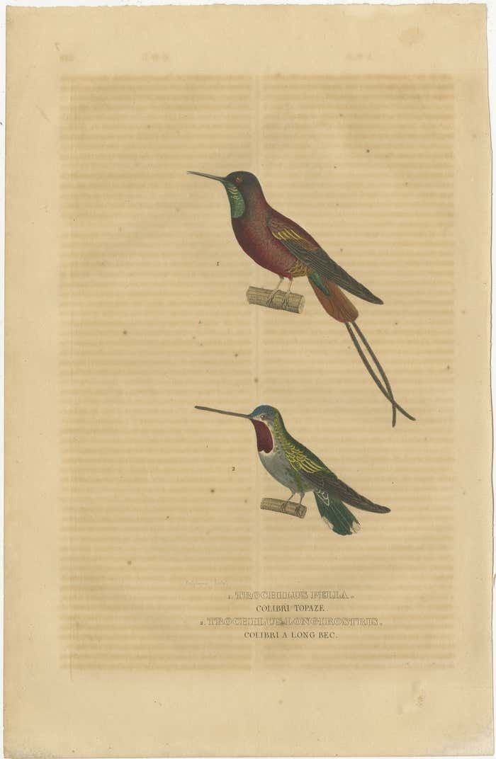 Old Bird Print Of A Crimson Topaz And A Long Billed Starthroat Hummingbird photo furniture