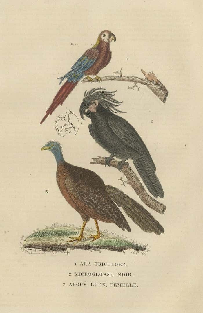 Bird Print Of The Ara Tricolore, The Black Sunbird And A Female Argus Pheasant photo for sale