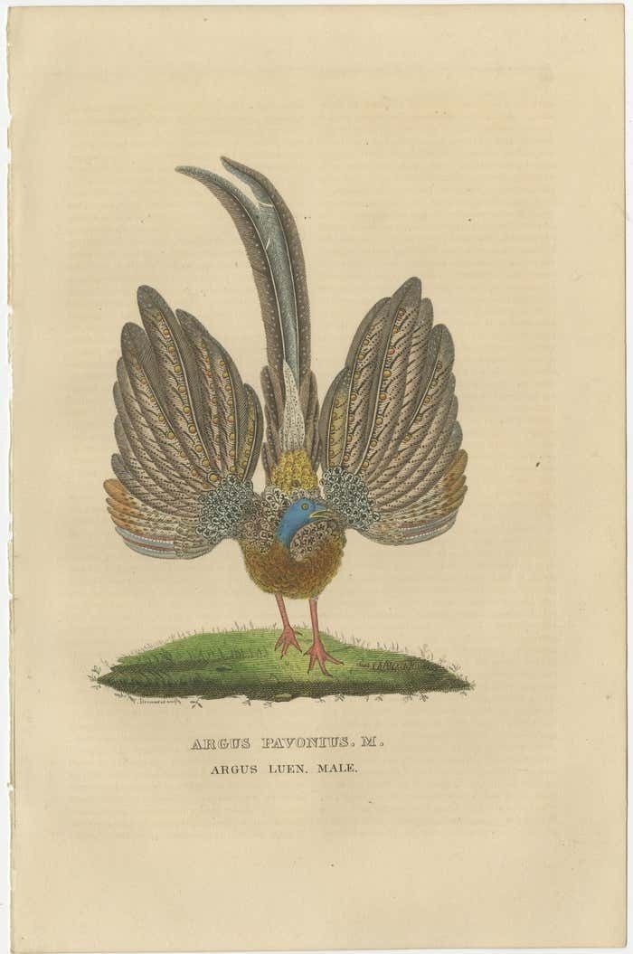 Stunning Decorative Old Hand Colored Bird Print Of A Pheasant photo furniture