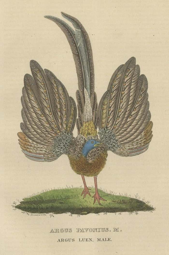 Stunning Decorative Old Hand Colored Bird Print Of A Pheasant photo for sale