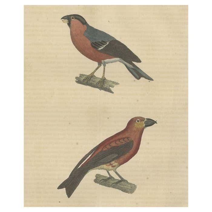 Old Hand Colored Bird Print Of A Bullfinch And A Common Crossbill