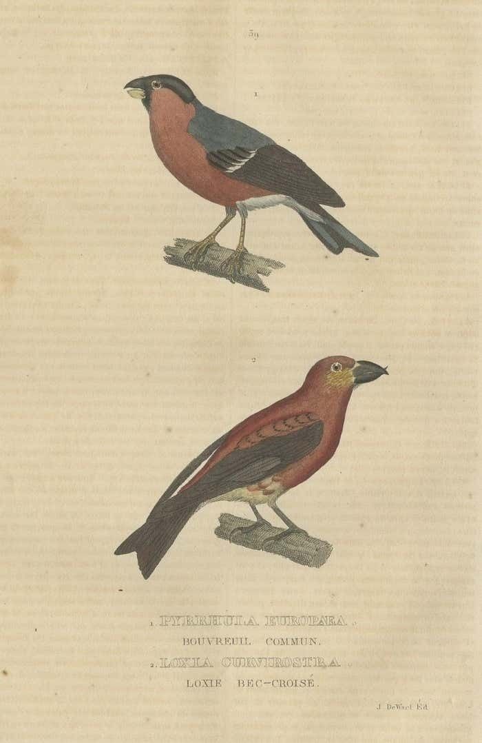 Old Hand Colored Bird Print Of A Bullfinch And A Common Crossbill photo for sale