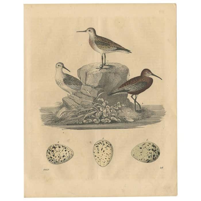 Antique Bird Print Of Sanderlings, 1847