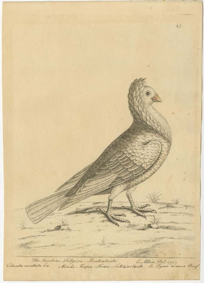 Antique Bird Print Of A White Jacobin Pigeon photo furniture