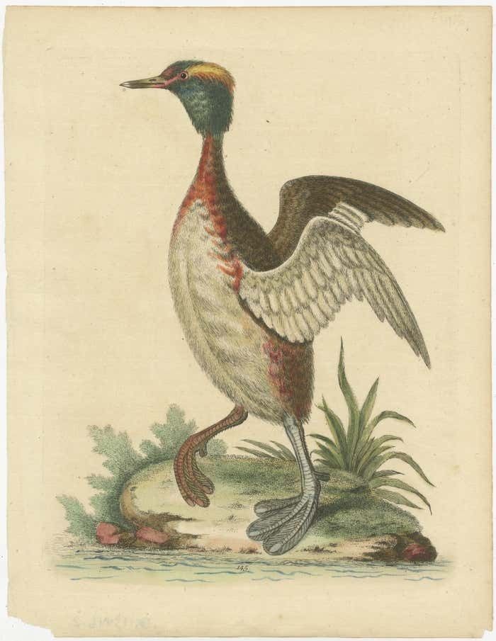 Antique Bird Print Of A Horned Grebe photo furniture