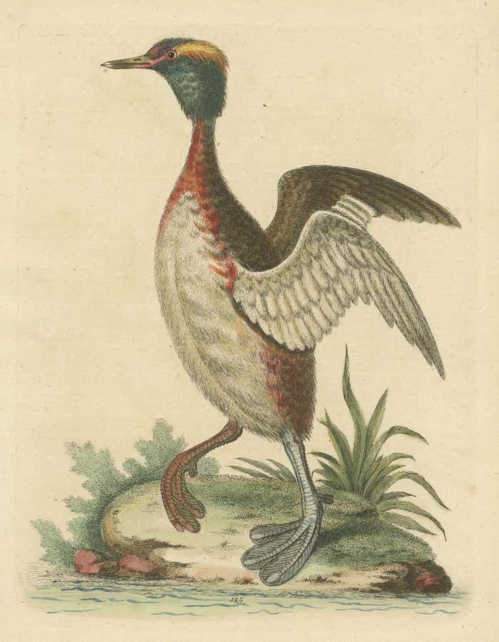 Antique Bird Print Of A Horned Grebe photo for sale
