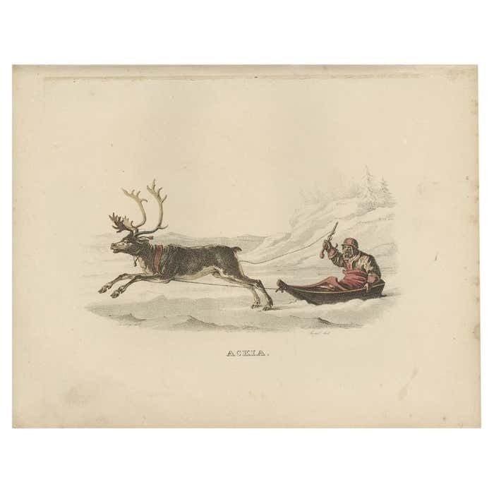 Antique Print Of An Ackja Sleigh Traditionally Used By The Sami