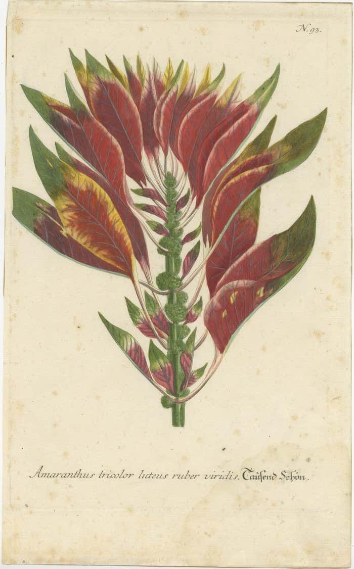 Hand Finished Mezzotint Engraving Of Amaranthus Tricolor photo furniture