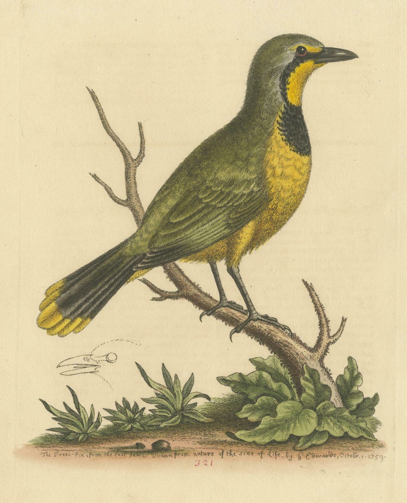 Antique Bird Print Of A Green Pie From The East Indies photo for sale