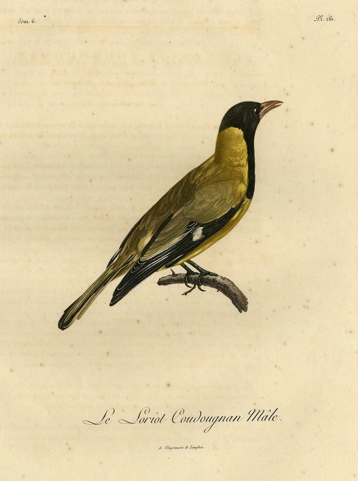 Original Handcolored Print Of A Male Oriole, 1802 photo furniture