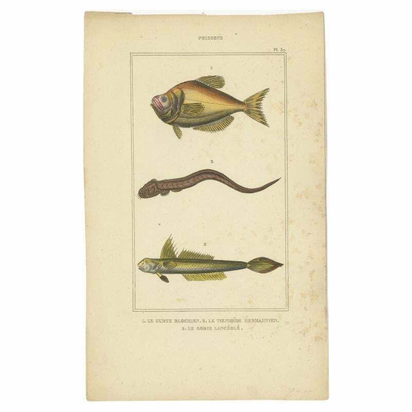Antique Print Of The Goby And Other Fish Species, 1844
