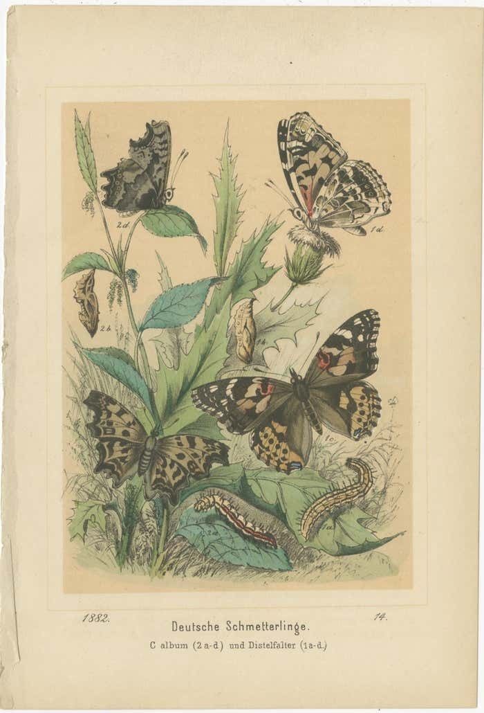 Antique Print Of German Butterflies photo furniture