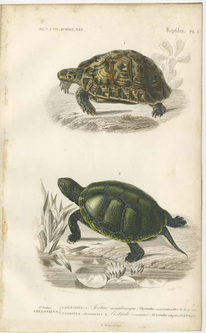 Set Of 2 Original Antique Prints Of Turtles photo furniture