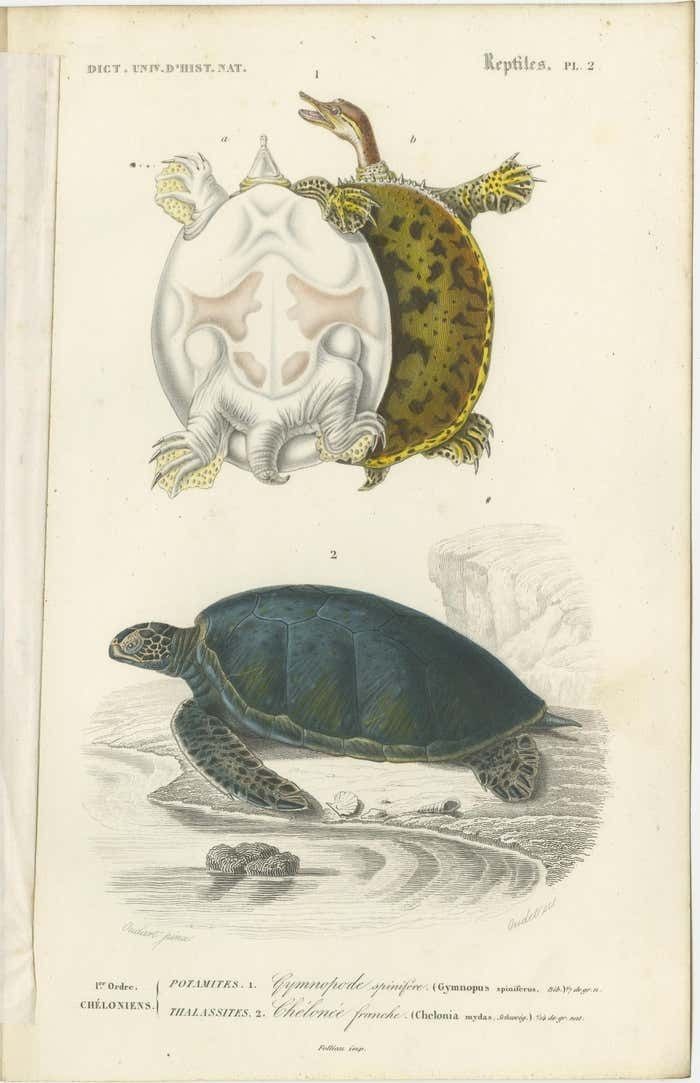 Set Of 2 Original Antique Prints Of Turtles photo for sale