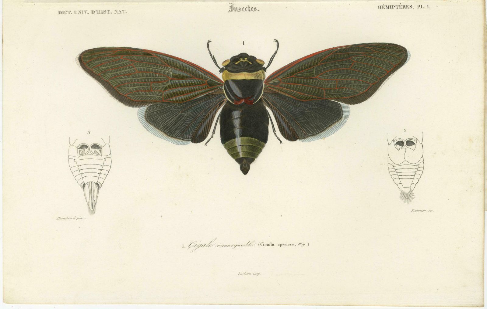 Set Of 3 Antique Prints Of A Lantern Fly, Cicada And The Eastern Dobsonfly photo for sale