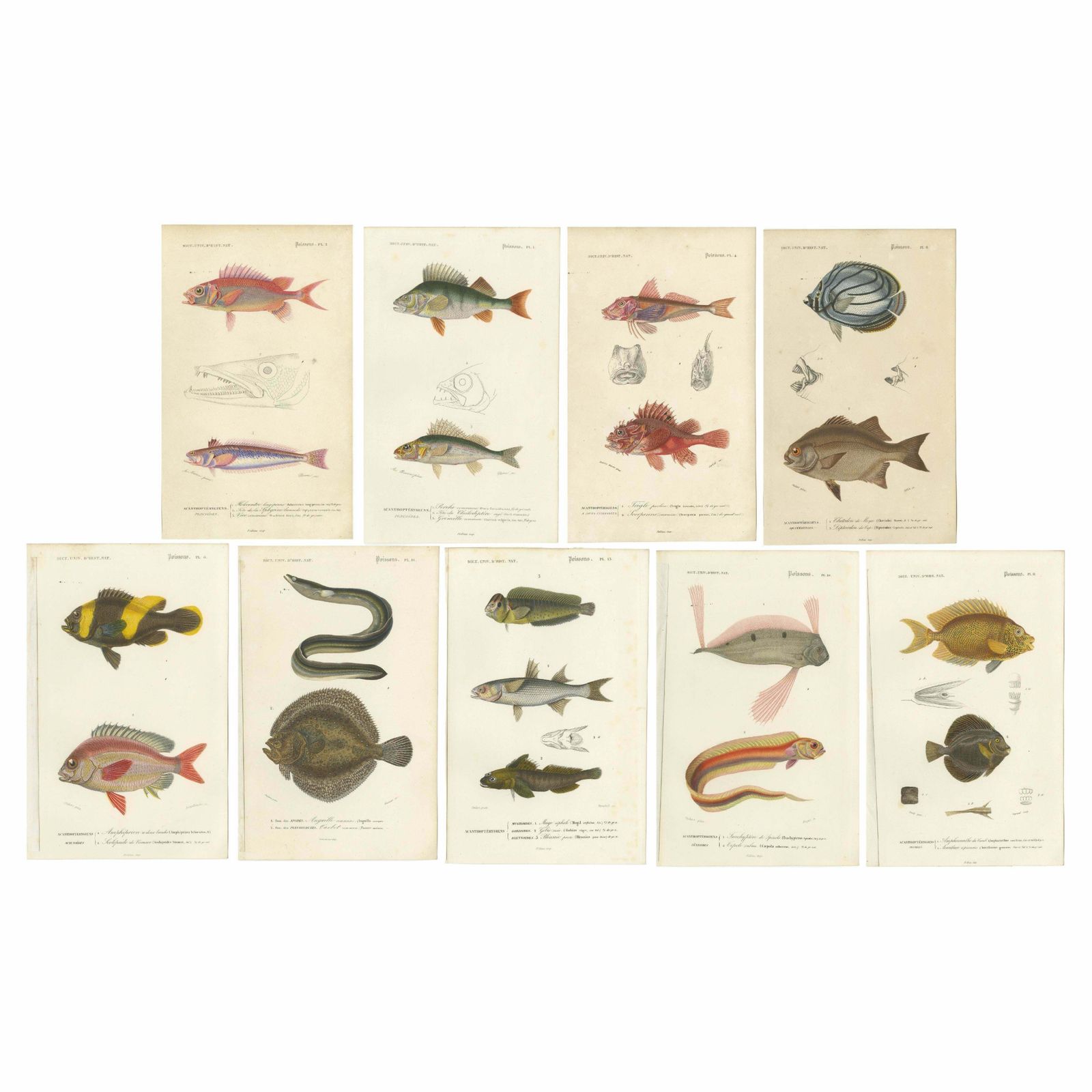 Set Of 9 Antique Print Of Various Fish Species photo vinterior