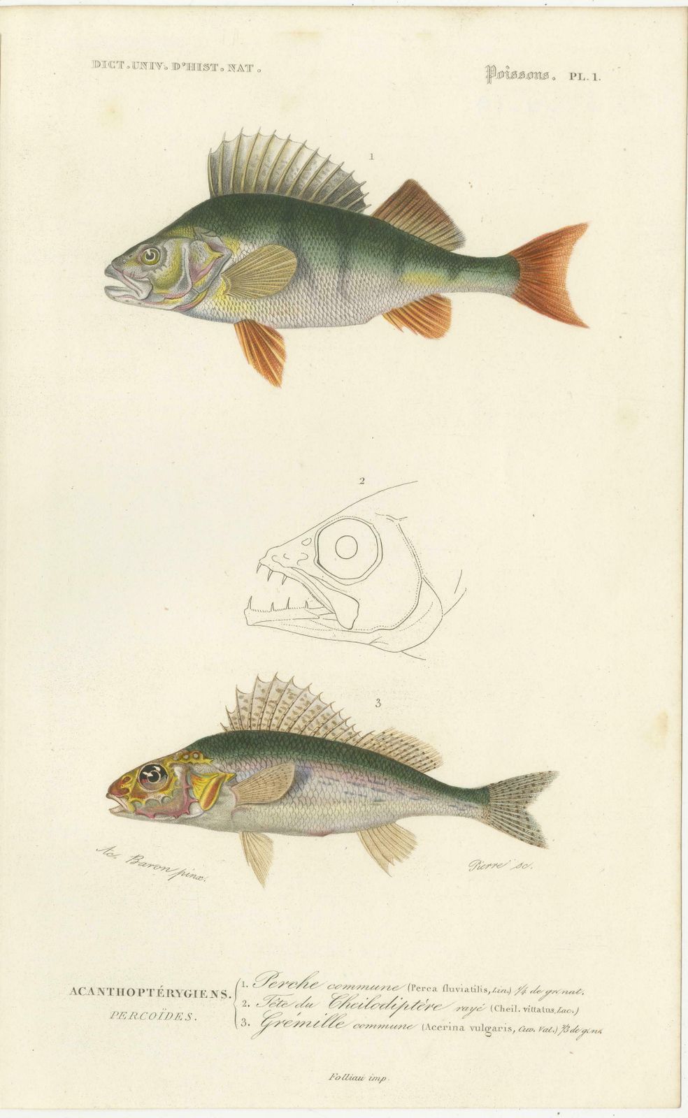 Set Of 9 Antique Print Of Various Fish Species photo buy