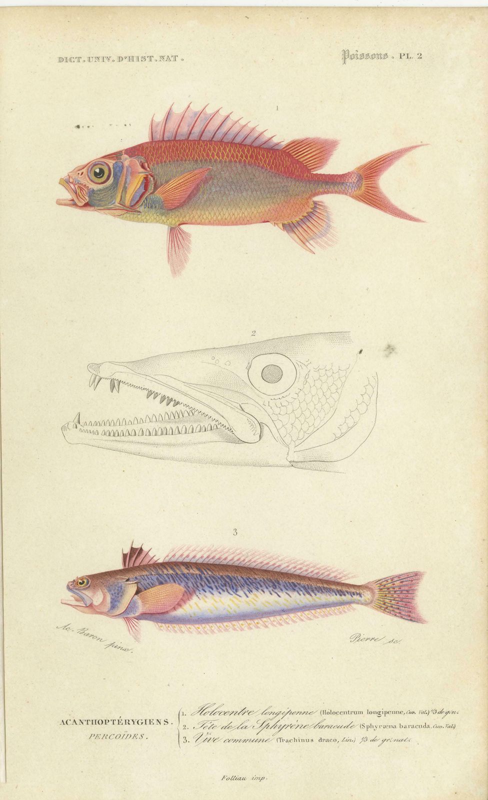 Set Of 9 Antique Print Of Various Fish Species photo vintage