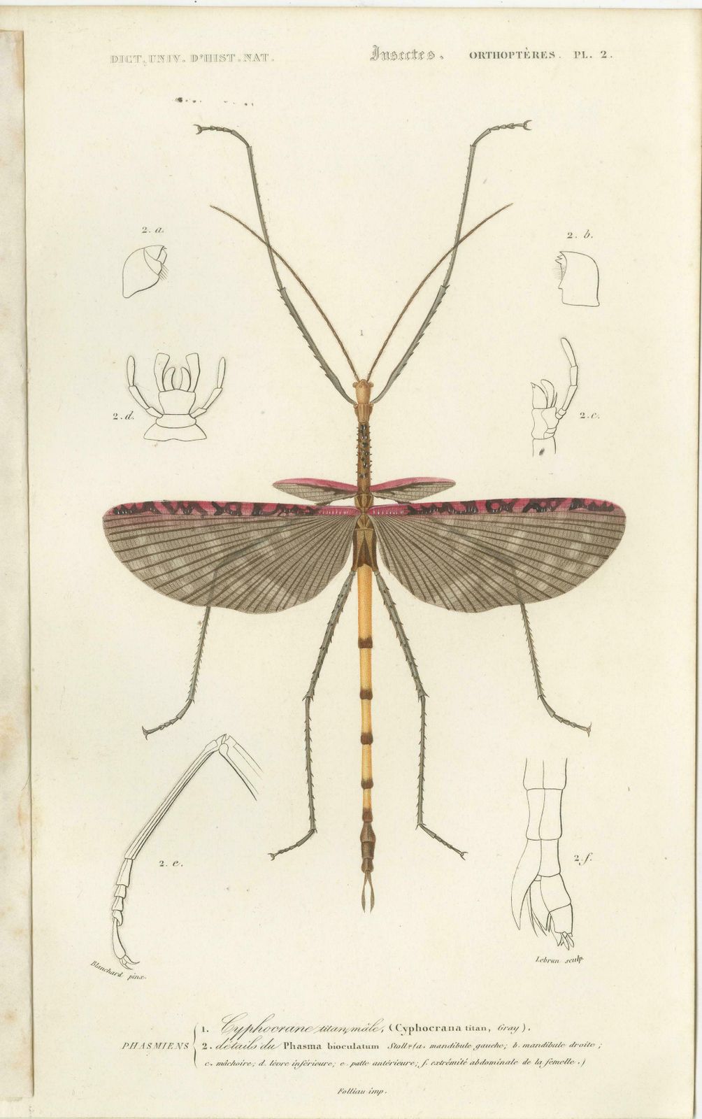 Set Of 7 Antique Prints Of A Grasshopper And Other Insects photo vintage