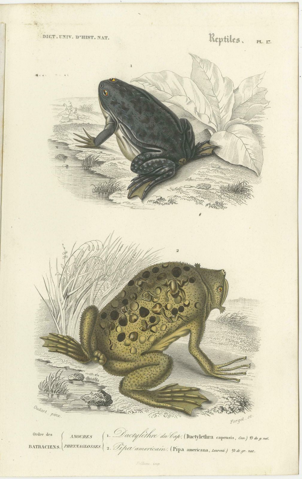 Set Of 3 Antique Prints Of Frogs And Toads photo Art