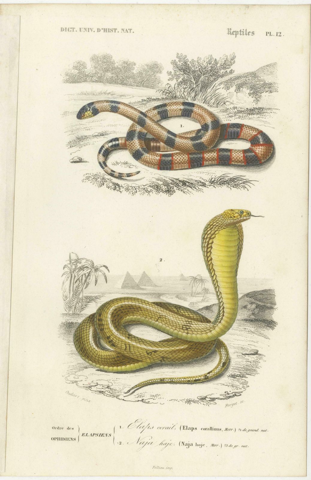 Set Of 7 Antique Prints Of An Egyptian Cobra And Other Snakes And Reptiles photo Art
