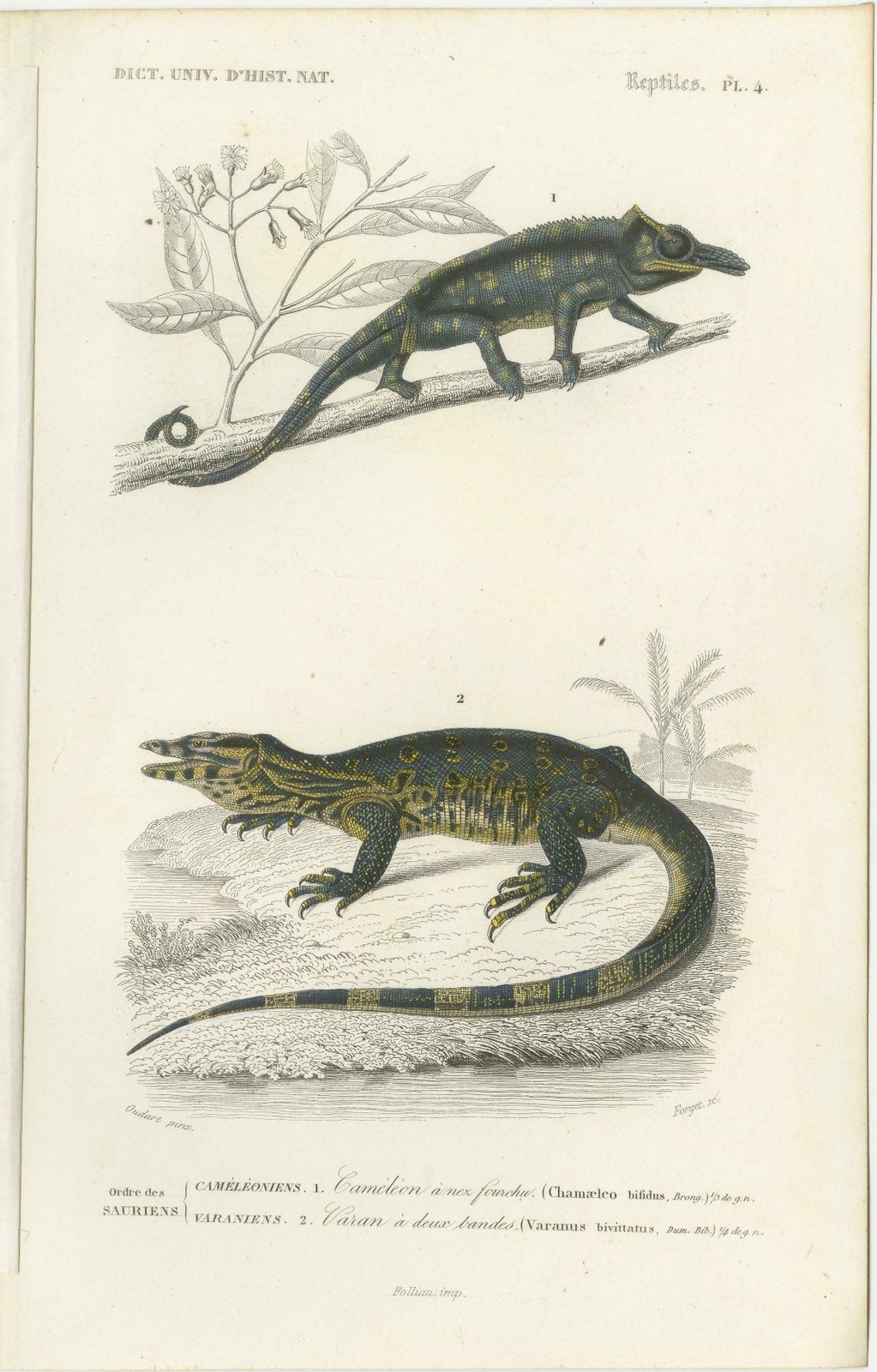 Set Of 3 Antique Prints Of A Chameleon And Other Reptiles photo furniture