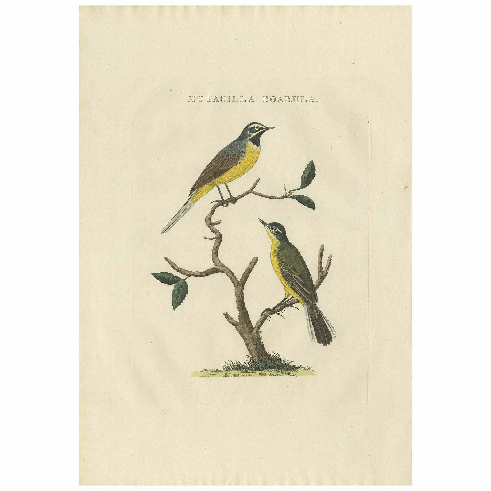 Antique Bird Print Of The Yellow Wagtail By Sepp & Nozeman, 1829