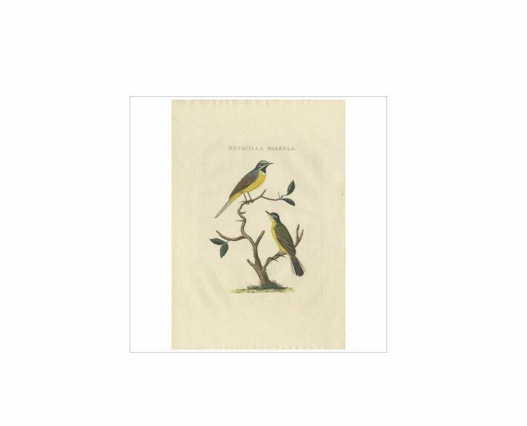 Antique Bird Print Of The Yellow Wagtail By Sepp & Nozeman, 1829 photo Art