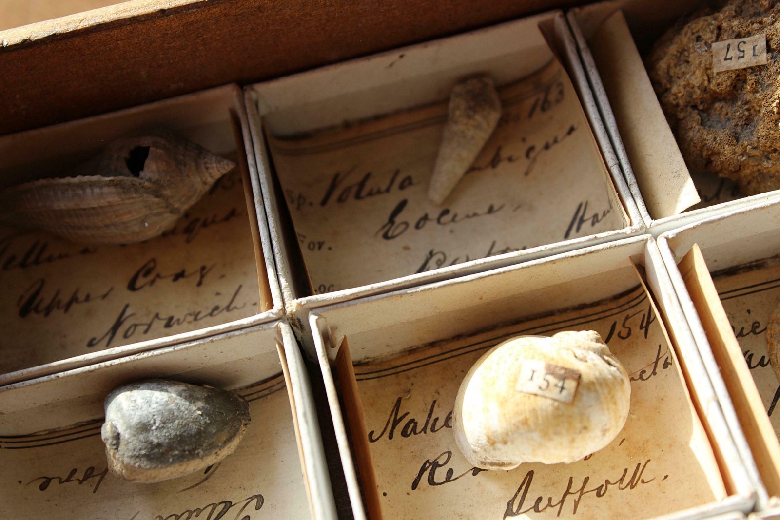Late 19th C Gregory Bottley Scientific Collection Of Mineral Fossils Shell photo for sale