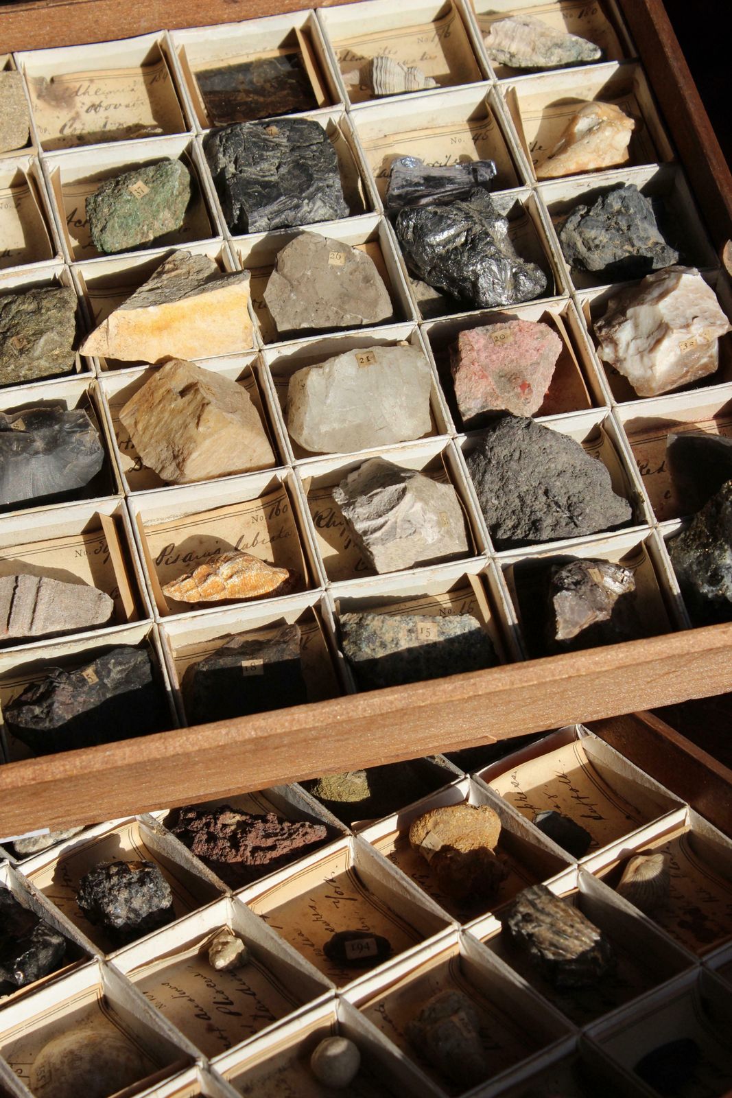 Home Decor Late 19th C Gregory Bottley Scientific Collection Of Mineral Fossils Shell photo