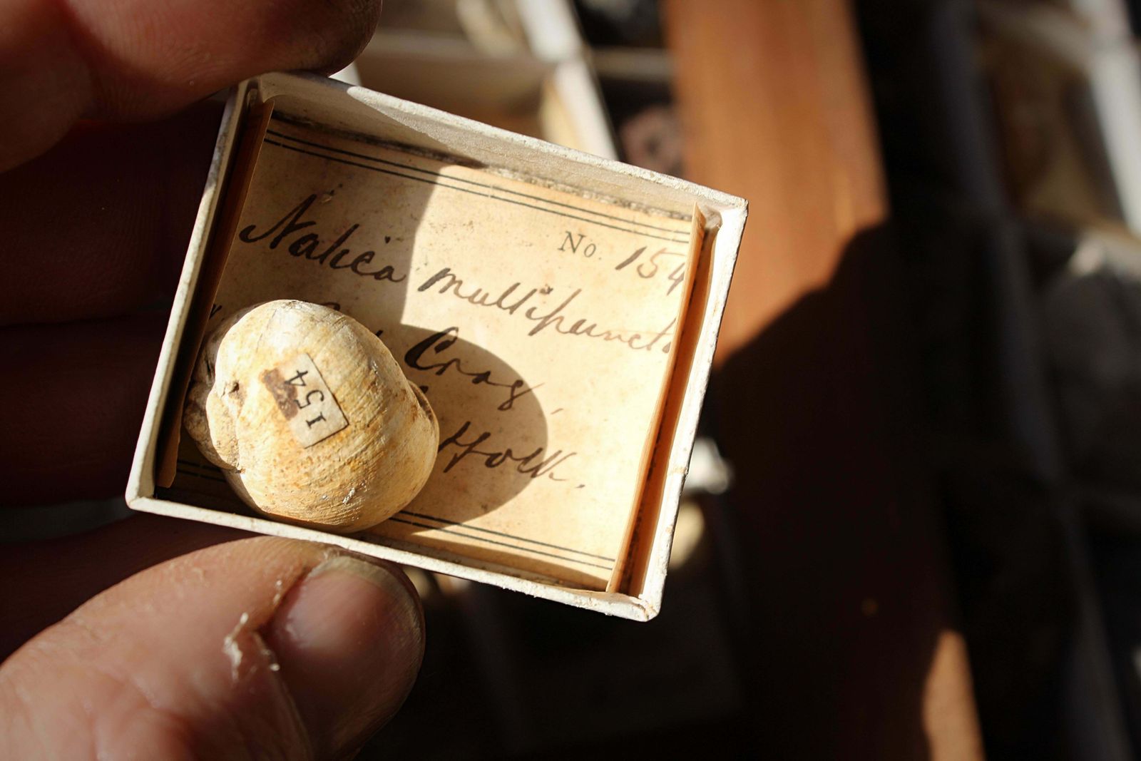 695.0 Late 19th C Gregory Bottley Scientific Collection Of Mineral Fossils Shell photo