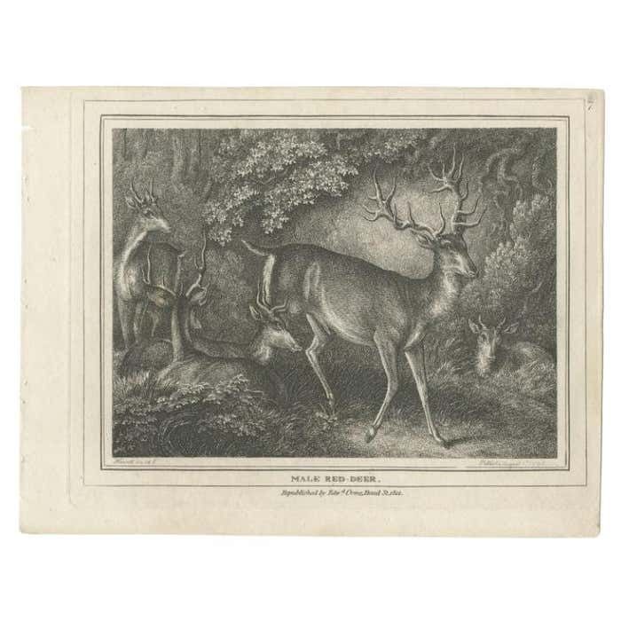 Antique Print Of A Male Deer, 1812