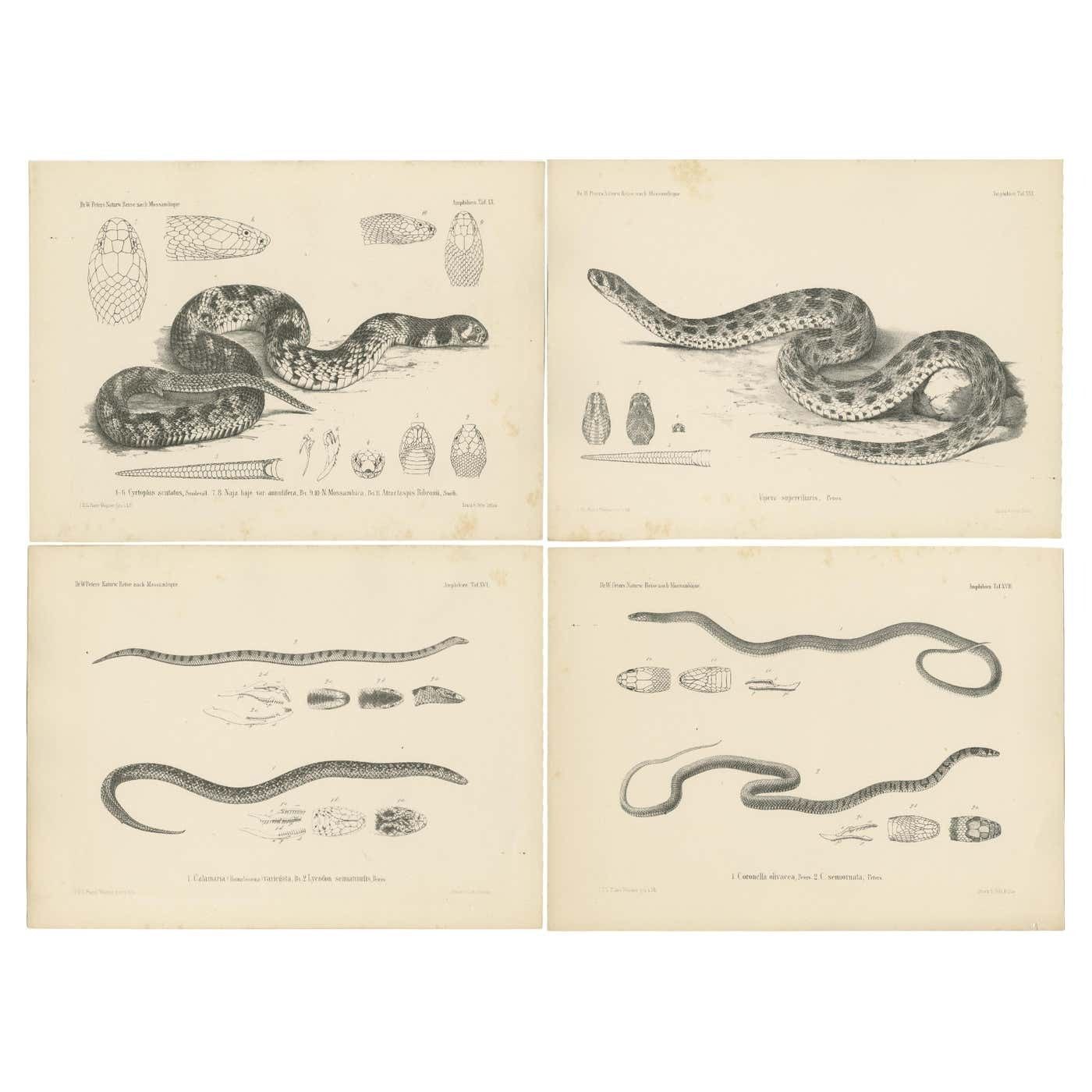 Set Of 4 Antique Prints Of The Lowland Viper And Other Snakes
