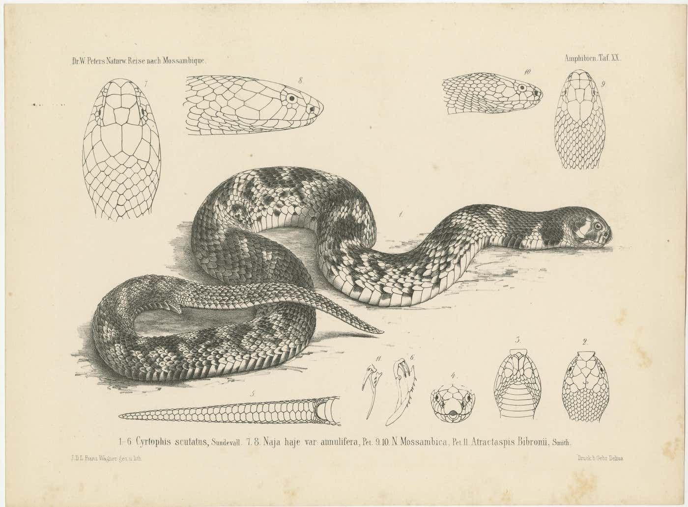 Set Of 4 Antique Prints Of The Lowland Viper And Other Snakes photo furniture