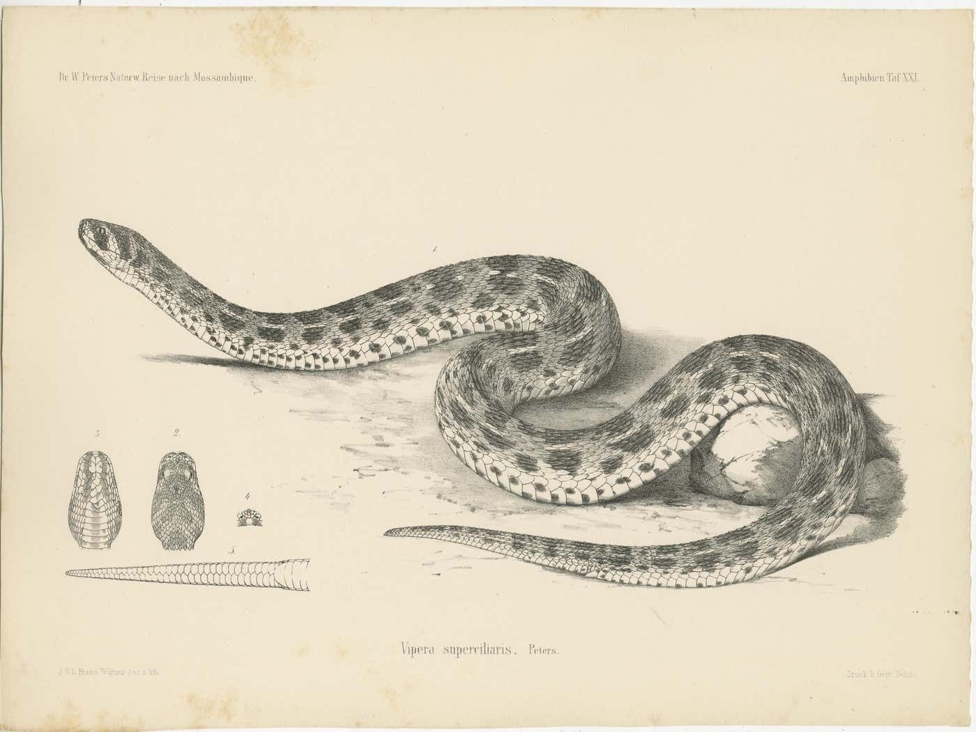 Set Of 4 Antique Prints Of The Lowland Viper And Other Snakes photo for sale