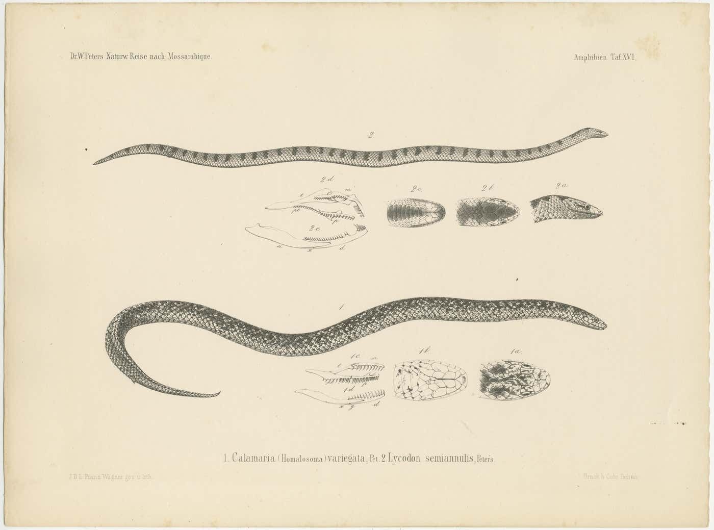 Set Of 4 Antique Prints Of The Lowland Viper And Other Snakes photo Art