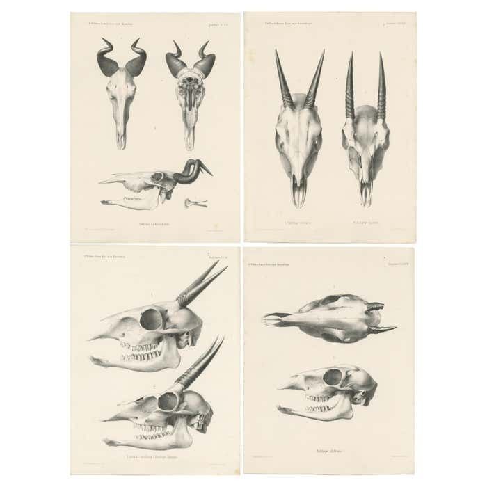 Set Of 4 Antique Prints Of Antelope Skulls