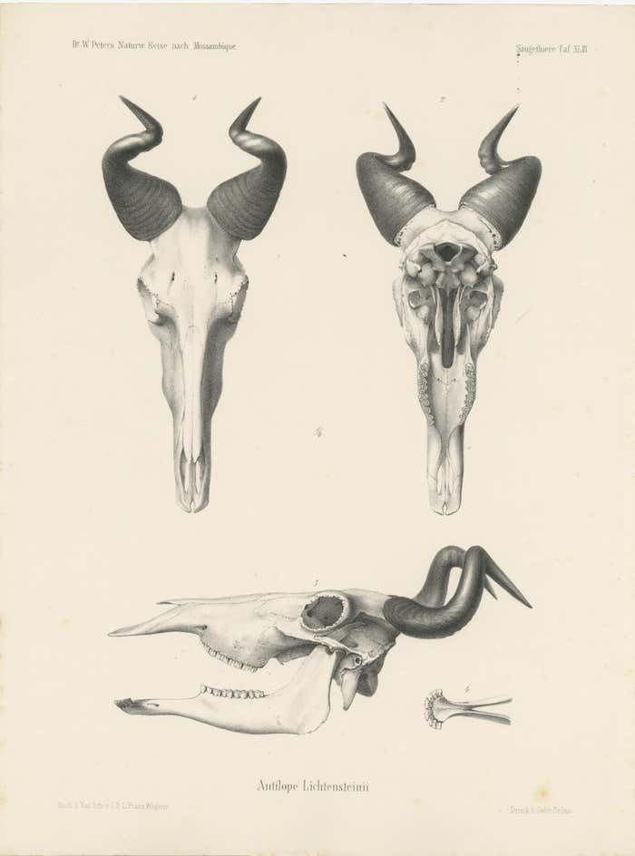 Set Of 4 Antique Prints Of Antelope Skulls photo furniture
