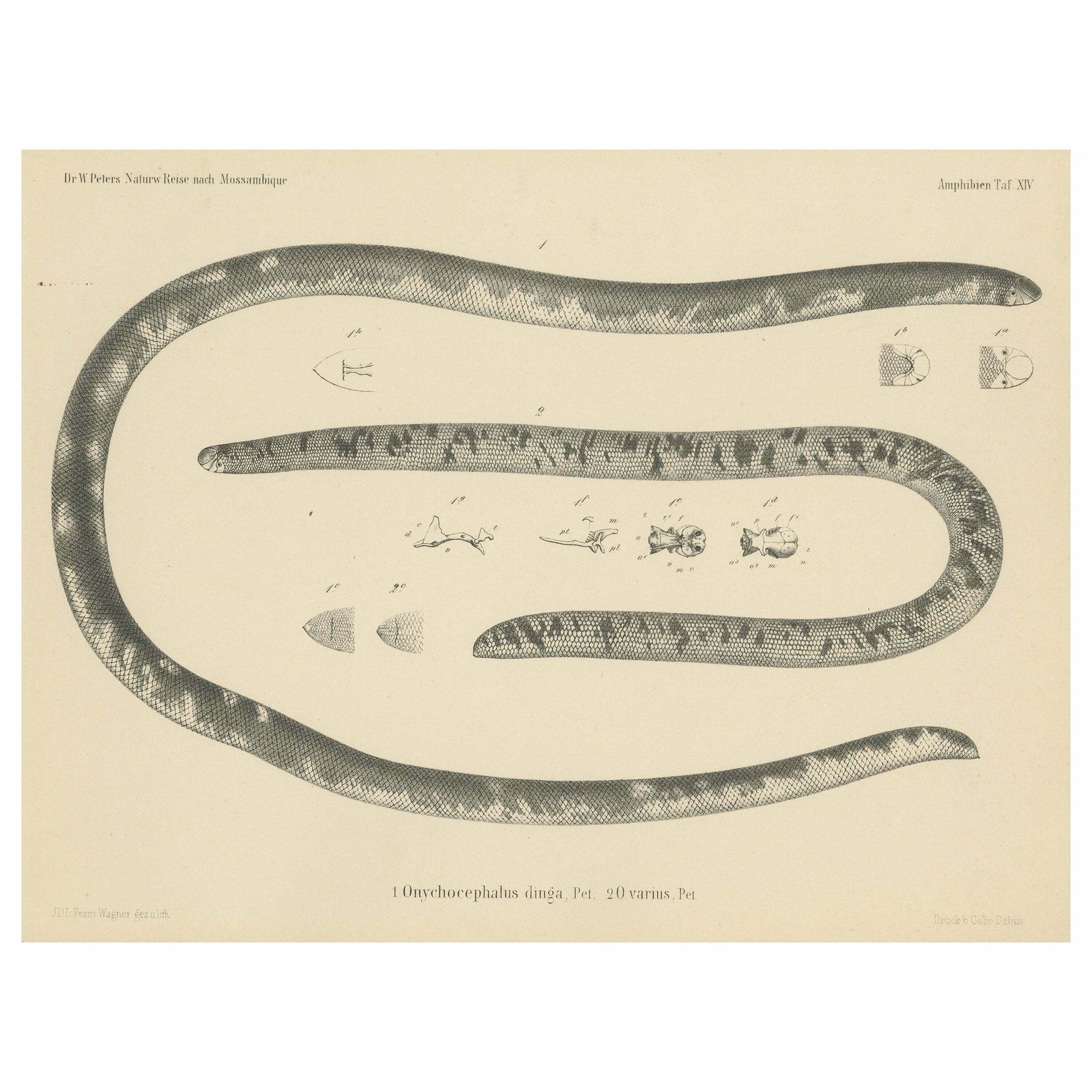 Antique Print Of The African Giant Blind Snake
