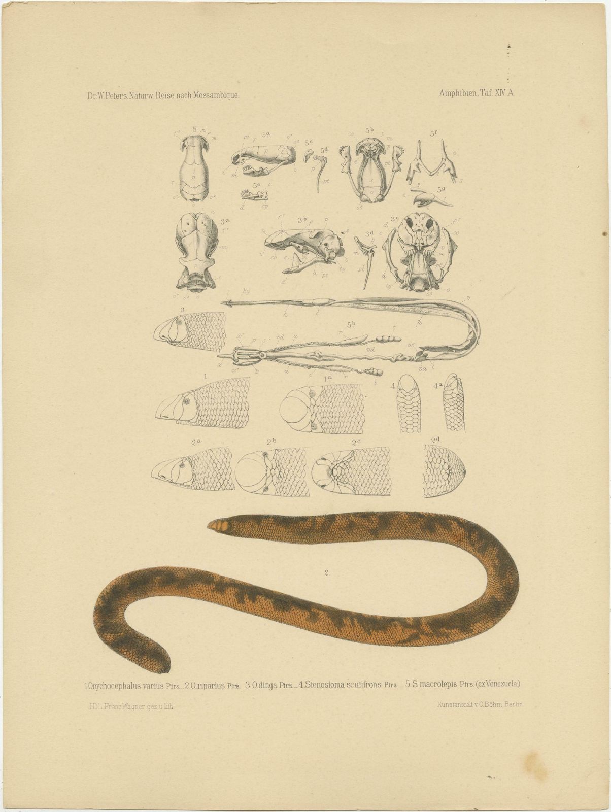 Set Of 2 Antique Prints Of The Anatomy Of A Worm Lizard And Other Amphibians £193.57per Set photo for sale